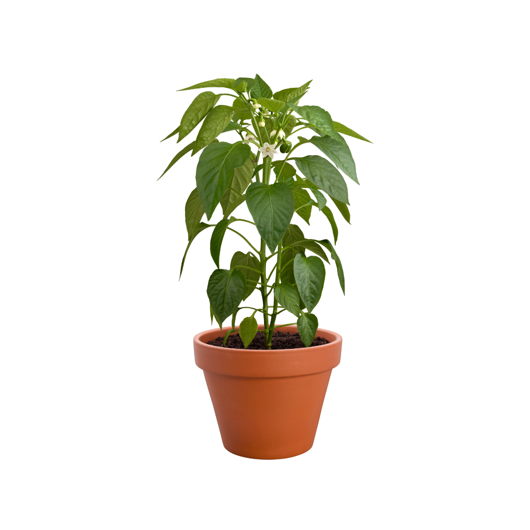 Beetroot Plant - Image 3