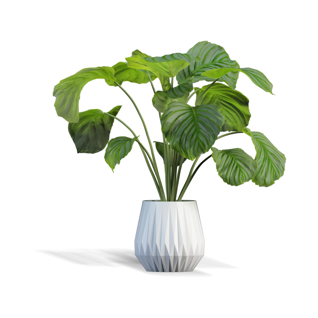 Beetroot Plant - Image 5