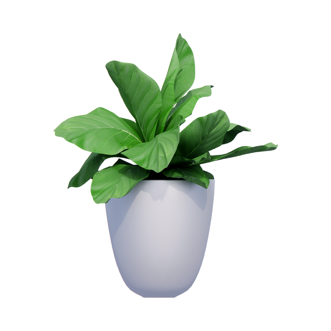 Beetroot Plant - Image 4