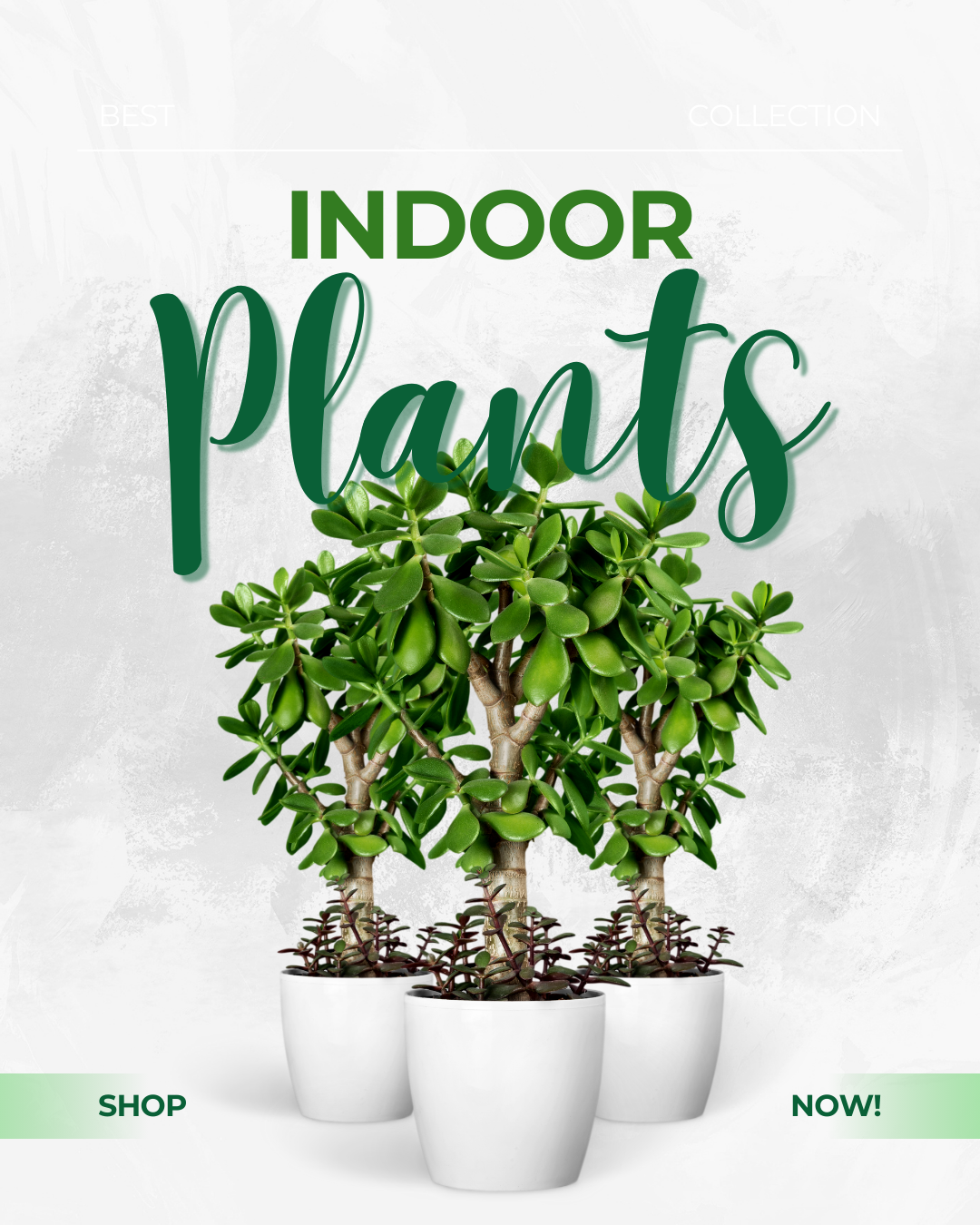 Apple Plant - Image 11