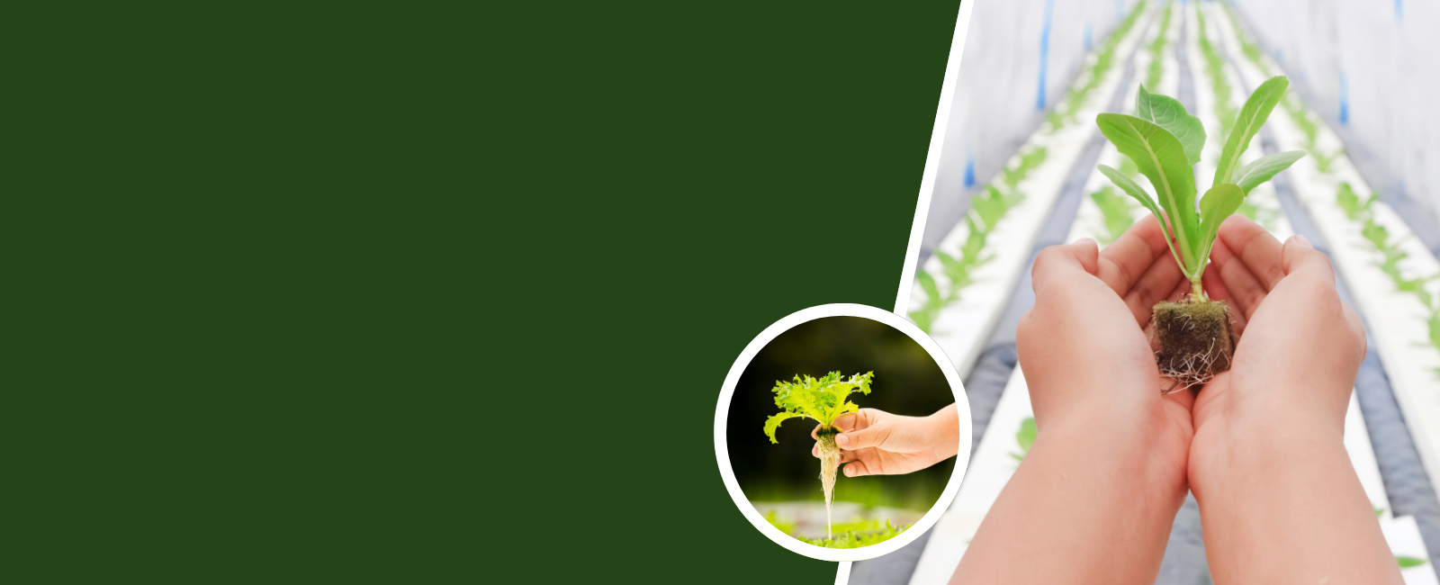 Apple Plant - Image 8