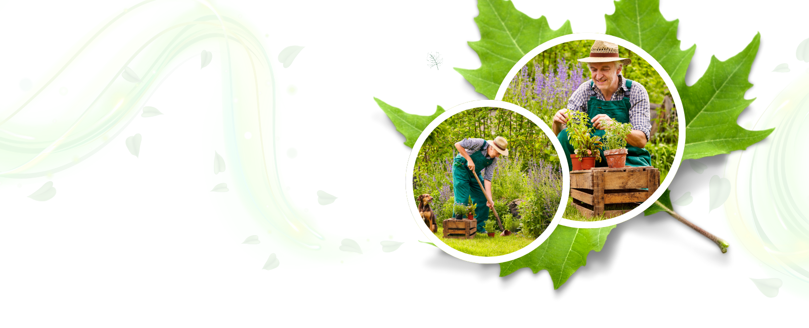 Apple Plant - Image 5